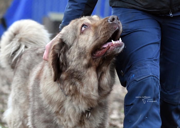 Kaukasischer Owtscharka-Mischling-Hund, Holly, Tierheim Burgdorf