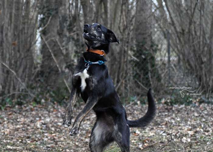 Hund, Erdélyi Kopó- Mischling , Senara, Tierheim Burgdorf