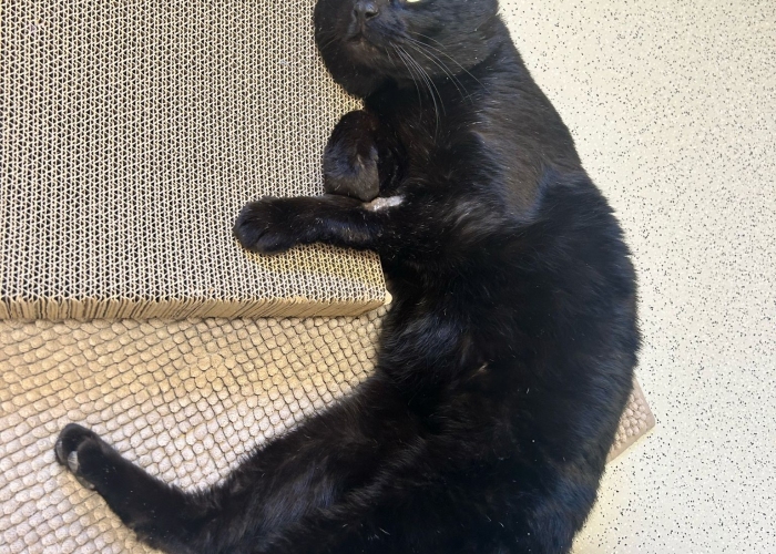 EKH-Katze, Liko, Tierheim Burgdorf