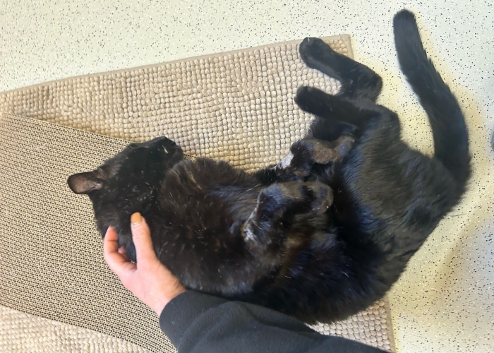 EKH-Katze, Liko, Tierheim Burgdorf