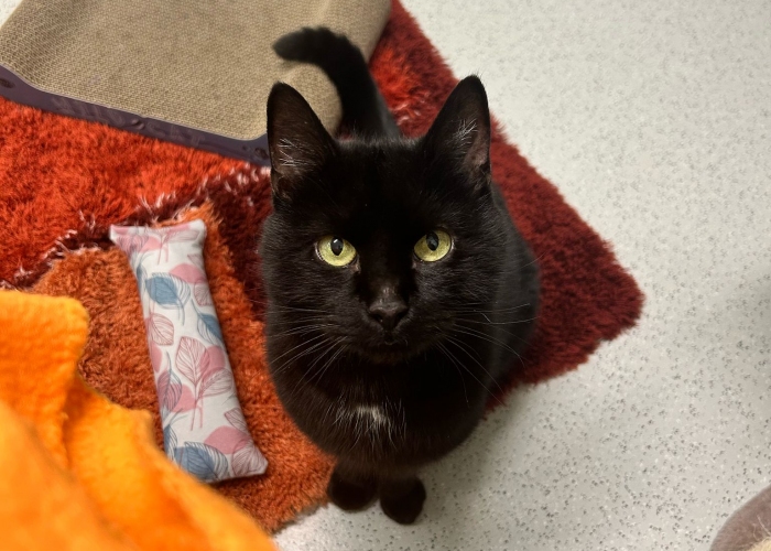 EKH-Katze, Anton, Tierheim Burgdorf