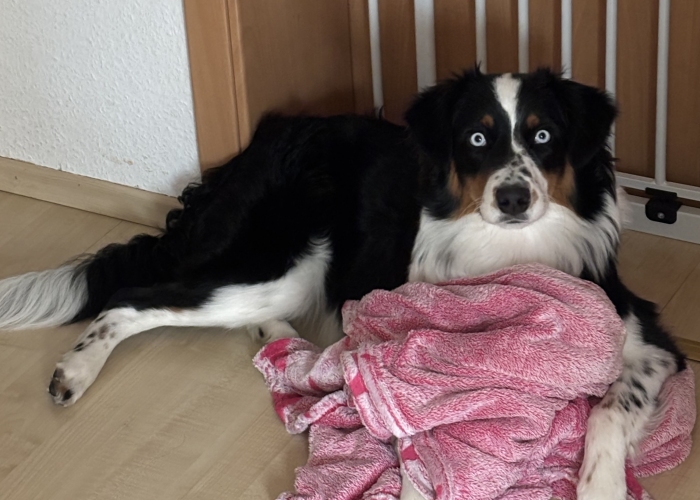Hund, Australien Shepherd, Ruby, Tierheim Burgdorf