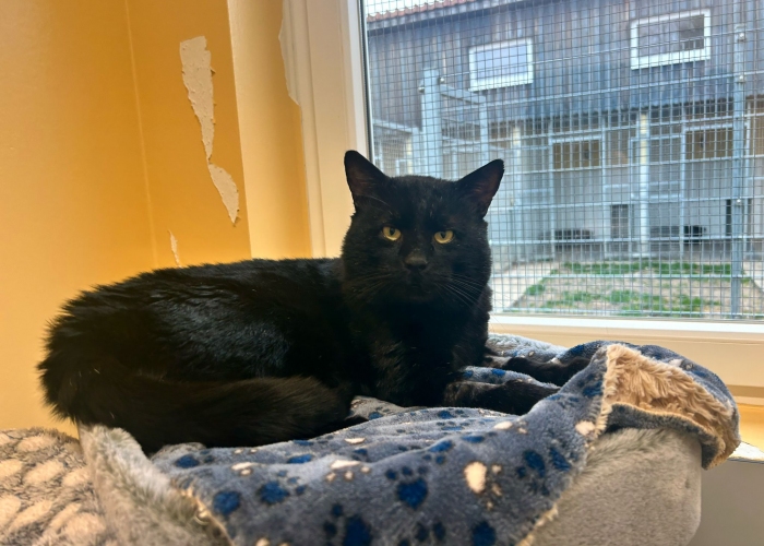 Katze, EKH, Liko, Tierheim Burgdorf