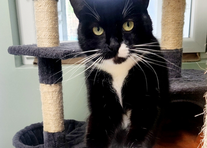 Katze, EKH, Hallar, Tierheim Burgdorf