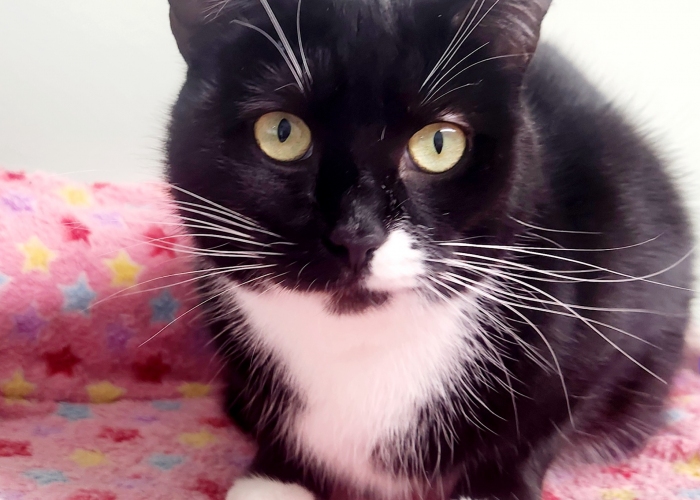 EKH-Katze, Hallar, Tierheim Burgdorf