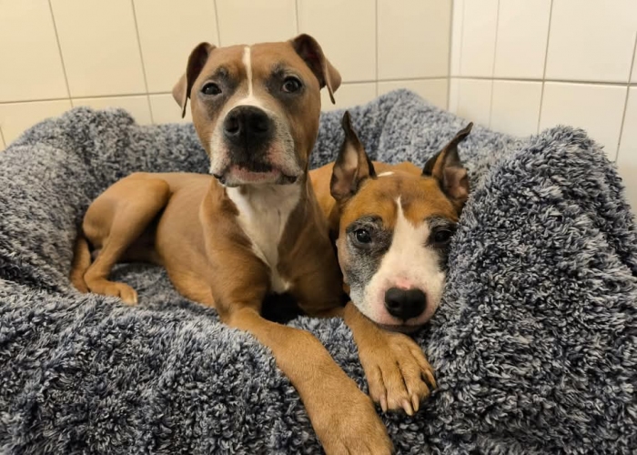 Hund, Staffordshire Mischlinge, Frau Kröte und Herr Frosch, Tierheim Burgdorf