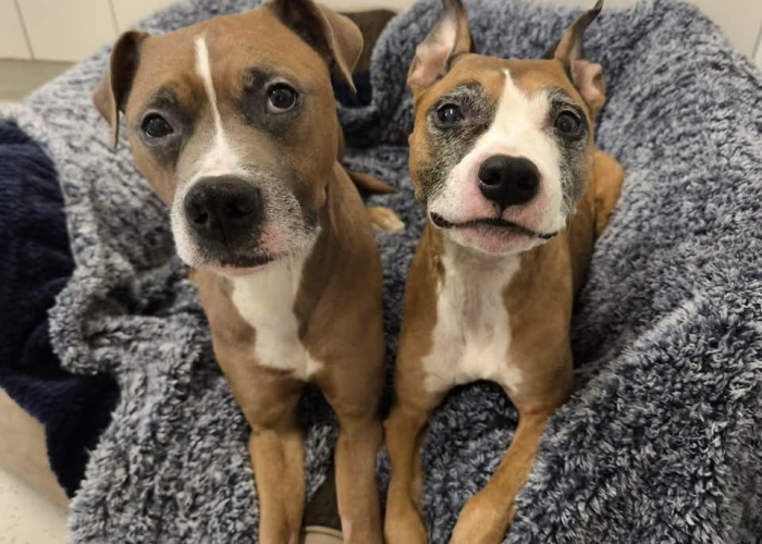 Staffordshire Mischlinge-Hund, Frau Kröte und Herr Frosch, Tierheim Burgdorf