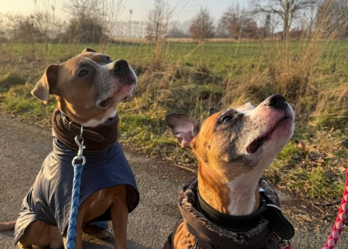 Staffordshire Mischlinge-Hund, Frau Kröte und Herr Frosch, Tierheim Burgdorf