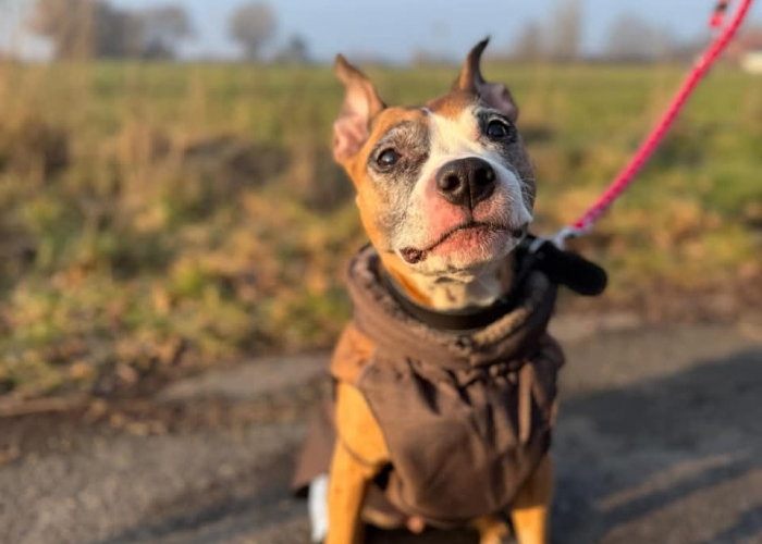 Staffordshire Mischlinge-Hund, Frau Kröte und Herr Frosch, Tierheim Burgdorf