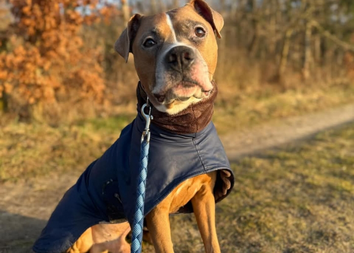 Staffordshire Mischlinge-Hund, Frau Kröte und Herr Frosch, Tierheim Burgdorf