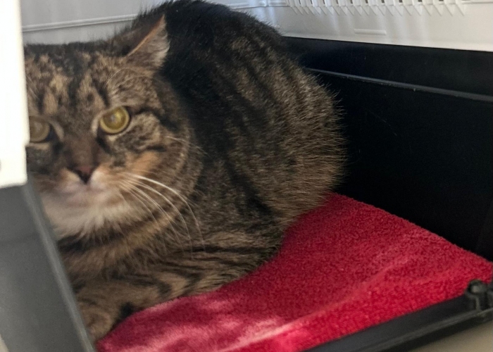 Katze, EKH, Bölge, Tierheim Burgdorf