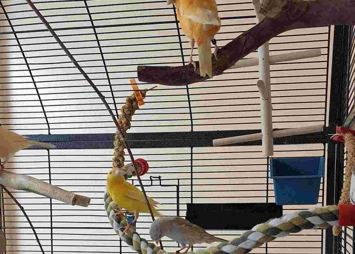 Vogel, Kanarienvogel, , Tierheim Burgdorf