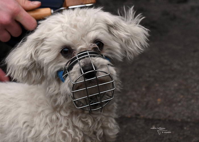 Hund, Malteser-Mischling, Justin Wüterich, Tierheim Burgdorf