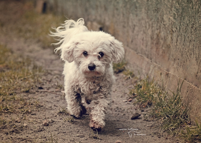Malteser-Mischling-Hund, Justin Wüterich, Tierheim Burgdorf