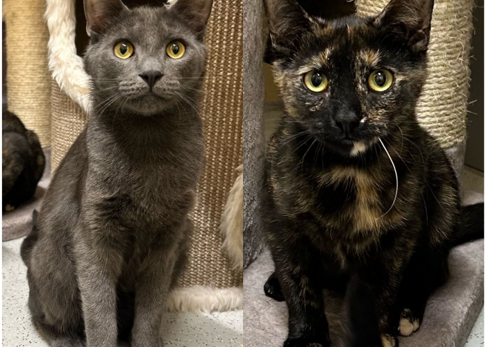 Katze, Mix, Azul und Belana , Tierheim Burgdorf