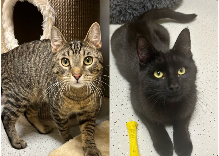 Katze, EKH, Azar und Berto, Tierheim Burgdorf