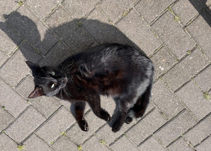 EKH-Katze, Loki, Tierheim Burgdorf