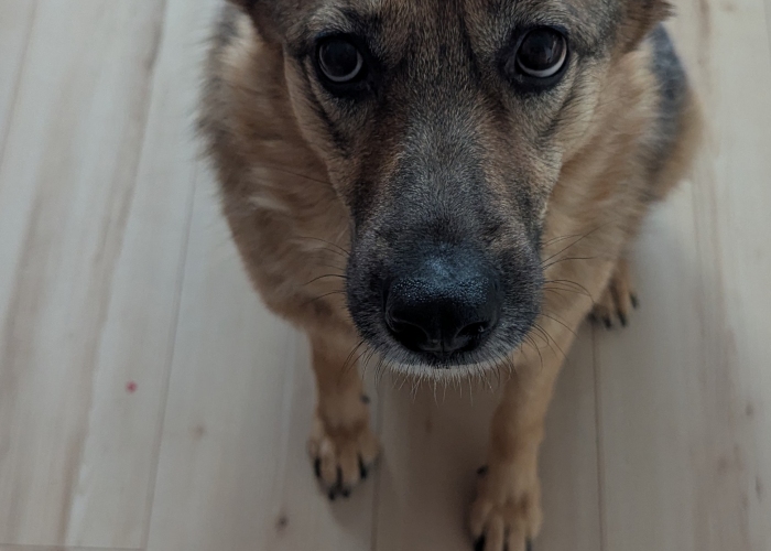 Hund, DSH Mix, Nila, Tierheim Burgdorf