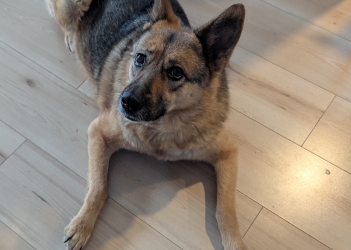 DSH Mix-Hund, Nila, Tierheim Burgdorf
