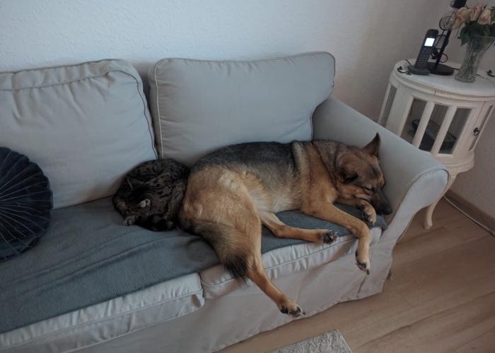 DSH Mix-Hund, Nila, Tierheim Burgdorf