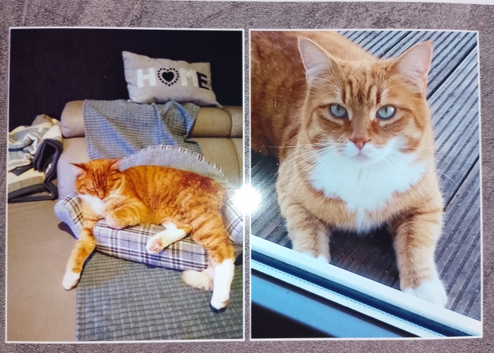 Katze, EKH, Lenny, Tierheim Burgdorf