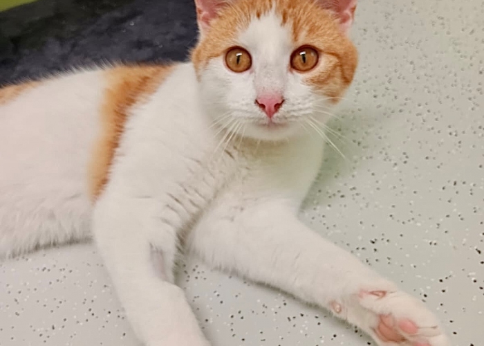 Katze, EKH, Morten, Tierheim Burgdorf