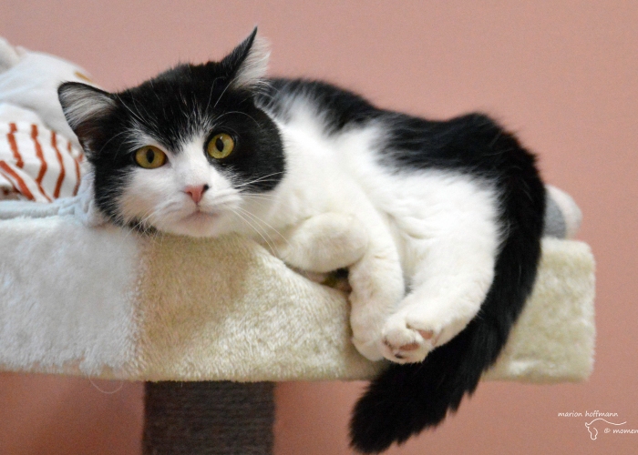 Katze, EKH, Emily, Tierheim Burgdorf
