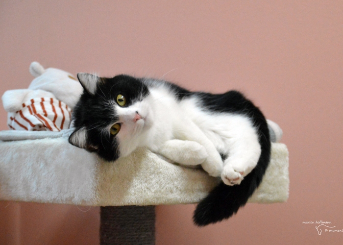 EKH-Katze, Emily, Tierheim Burgdorf