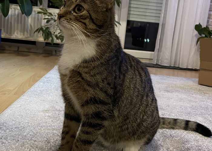 Katze, Europäisch Kurzhaar, Flocke, Tierheim Burgdorf