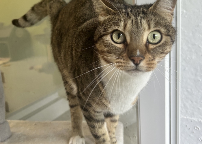 Katze, Bengal-BKH-Mix, Palina, Tierheim Burgdorf