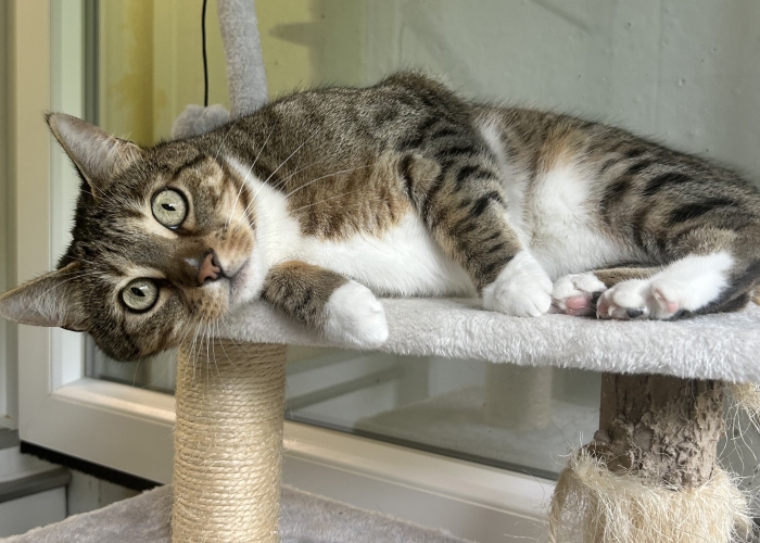 Bengal-BKH-Mix-Katze, Palina, Tierheim Burgdorf