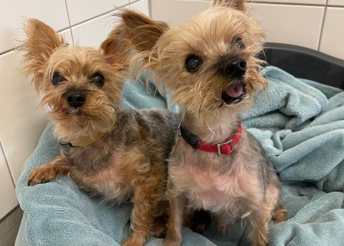 Yorkshire-Terrier-Hund, Nick und Simon , Tierheim Burgdorf
