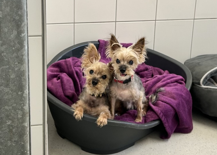 Hund, Yorkshire-Terrier, Nick und Simon , Tierheim Burgdorf