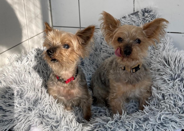 Yorkshire-Terrier-Hund, Nick und Simon , Tierheim Burgdorf