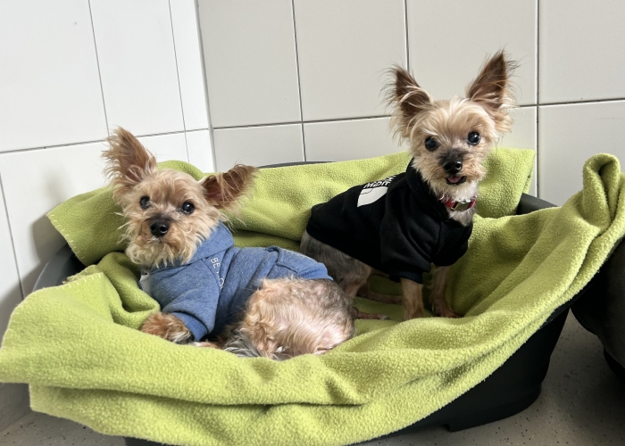 Yorkshire-Terrier-Hund, Nick und Simon , Tierheim Burgdorf
