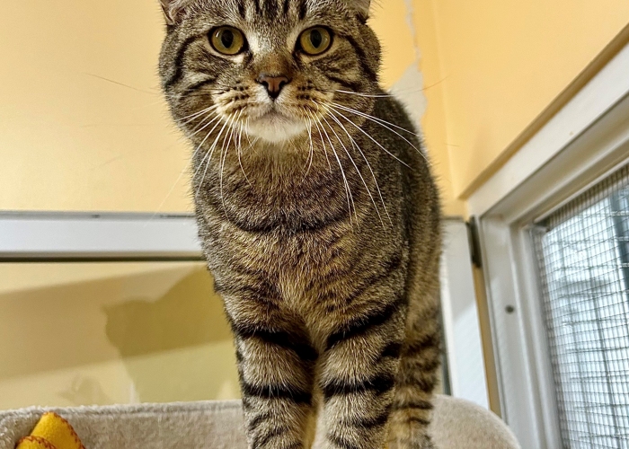 EKH-Mix-Katze, Bommel und Morty, Tierheim Burgdorf