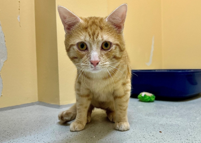 EKH-Mix-Katze, Bommel und Morty, Tierheim Burgdorf