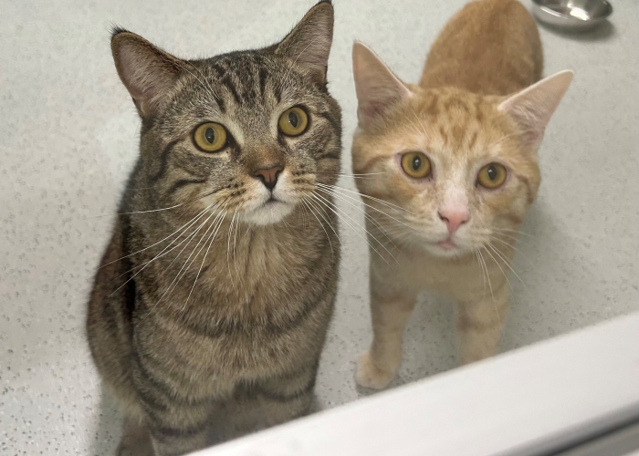 Katze, EKH-Mix, Bommel und Morty, Tierheim Burgdorf