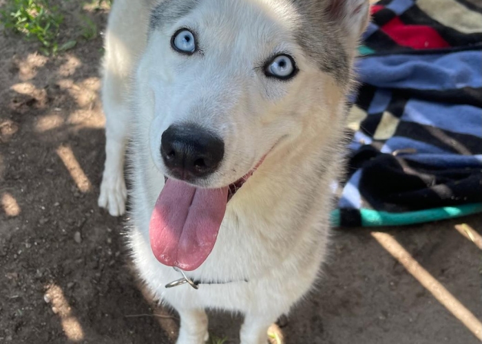 Hund, Husky, Bessi, Tierheim Burgdorf