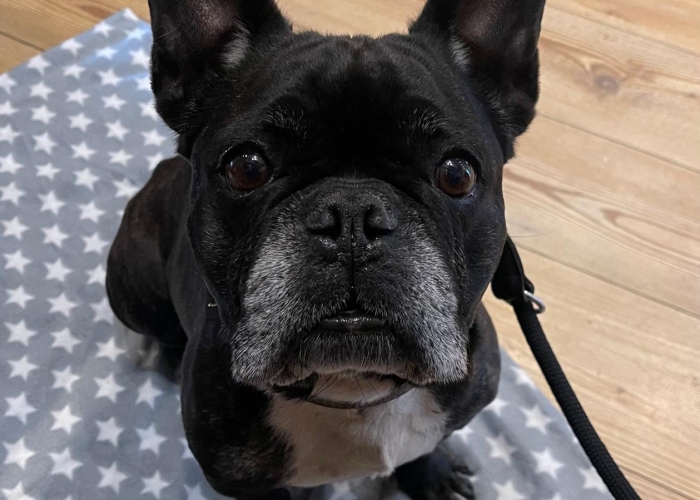 Hund, Französische Bulldogge, Bert, Tierheim Burgdorf