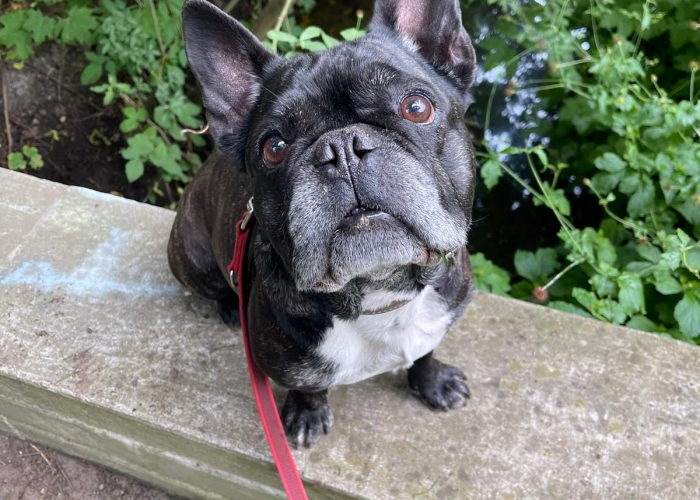 Französische Bulldogge-Hund, Bert, Tierheim Burgdorf