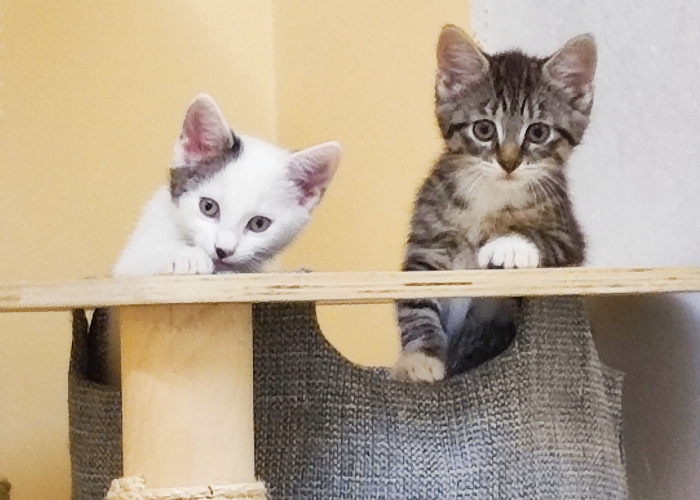 Katze, EKH, Mulan und Vaiana, Tierheim Burgdorf