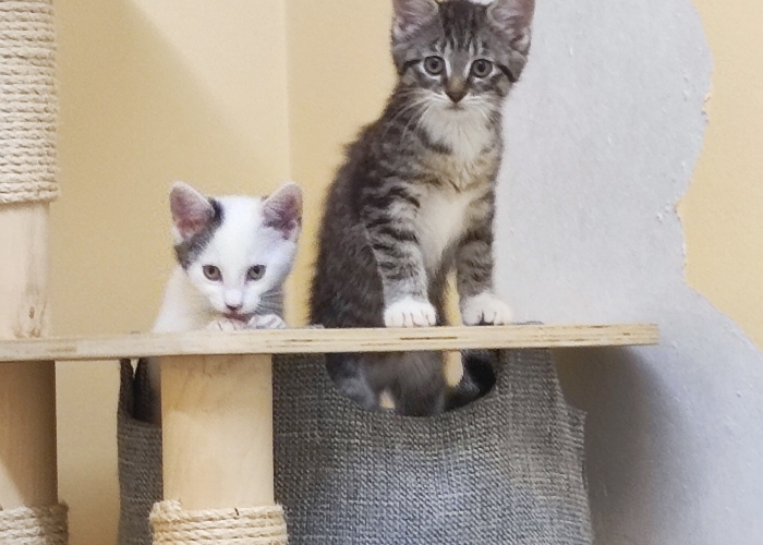 EKH-Katze, Mulan und Vaiana, Tierheim Burgdorf