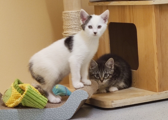 EKH-Katze, Mulan und Vaiana, Tierheim Burgdorf