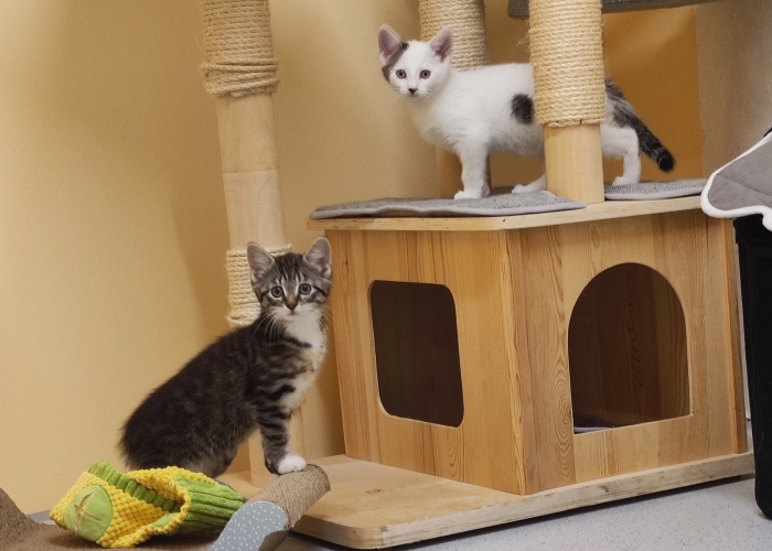 EKH-Katze, Mulan und Vaiana, Tierheim Burgdorf