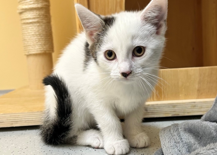 EKH-Katze, Mulan und Vaiana, Tierheim Burgdorf