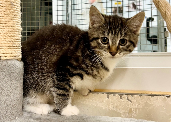 EKH-Katze, Mulan und Vaiana, Tierheim Burgdorf