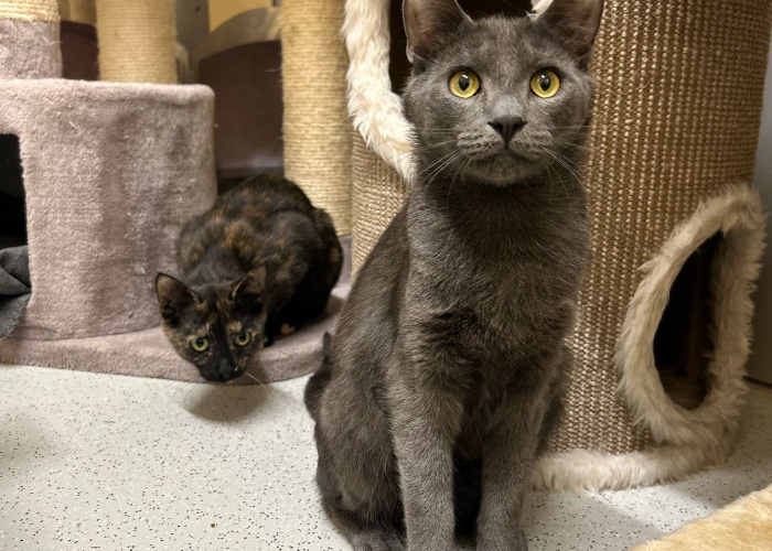 Katze, Karthäuser-Russisch-Blau-Mix, Azul, Tierheim Burgdorf