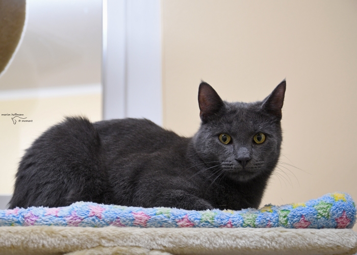 Karthäuser-Russisch-Blau-Mix-Katze, Azul, Tierheim Burgdorf