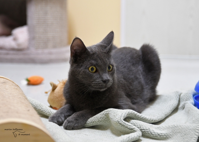 Karthäuser-Russisch-Blau-Mix-Katze, Azul, Tierheim Burgdorf
